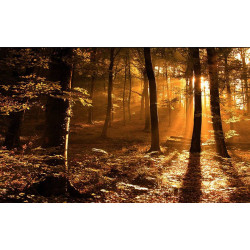 Colonia 7 Gold Seven, 1l , envase de cristal, fragancia amaderada